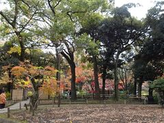 横浜公園を通っていると、その一角、木々が明るく色づいているのが見えた