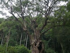 数分歩いて到着。
これが樹齢3000年。
ってことは…縄文時代か。
さっき行った吉野ヶ里遺跡より古いのか。
吉野ヶ里遺跡は遺構しか残ってないけその前からあるこの木はまだ残っている。
すごいなぁ。