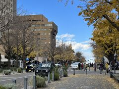 日本大通りのイチョウはほとんど落葉しています。