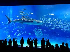 2日目
10:15　美ら海水族館到着。P7駐車場（立体）。
　美ら海水族館見学。数年前に来た時よりずいぶん空いている印象、ゆっくり堪能できた。どうせ外は雨だし。