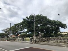 白保小学校の校庭には「島人ぬ宝さがし」スポットの三本木があるけど、校門の大木もなかなか立派です。