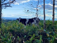 ナイタイテラスに行く前に、牛を見ることができます。
運が良ければ、道路近くで草をモシャモシャ^ ^ パシャリ