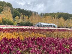 『ファーム富田』へ
色鮮やかなケイトウと、木々の紅葉が綺麗でした