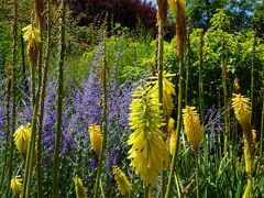 クライストチャーチ植物園を散策していると、いろいろな植物に出会う。写真はトリトマと思われる。和名はシャグマユリで南アフリカの高地に自生する・花は蕾の時はオレンジ色で、開花すると黄色に変化する。