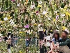 Floating Flower Garden　花と我と同根、庭と我と一体

上から13,000本の蘭が吊り下げられています。
床も周りの壁も鏡張り・・・ここは蘭の世界、宇宙です。・・・蘭の世界の中に蘭の世界。はる も蘭の一部。