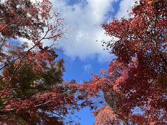 修禅寺でお参りした後は、更に足を伸ばして『修善寺自然公園 もみじ林』へ。

こちらの紅葉は辺り一面が真っ赤に染まっており、地面に落ちた紅葉で絨毯のようでした^^