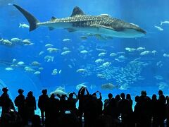 美ら海水族館　巨大水槽

お目当てのジンベイザメ

大きいです