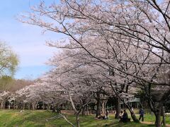 4月　郊外の大規模公園の桜並木　大和ふれあいの森

来春もお邪魔します