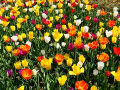 4月　都会の花畑　横浜公園

毎年お世話になってます