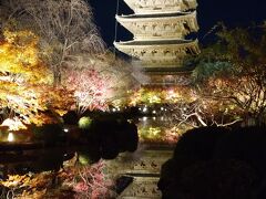 東寺のライトアップへ。きれいに撮れました