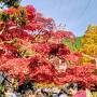 大山登山☆★阿夫利神社と大山寺の紅葉♪