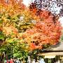 大山登山☆★阿夫利神社と大山寺の紅葉♪