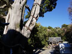 そこから少しバス通りを戻ると、白濱神社の通称で知られる伊古奈比咩命神社の前に出る。主神は、三嶋大神の后神である伊古奈比咩命である。他に、三嶋大神とその随神4柱も祀られている。参道脇にある御神木は、樹齢約二千年と云われる柏槙で、『薬師の柏槙』と呼ばれている。