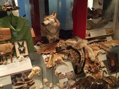 海洋博物館なのにオオカミなどの毛皮があったのが不思議でした。
もしかしたら、毛皮で寒さを凌いでいたのかもしれません。