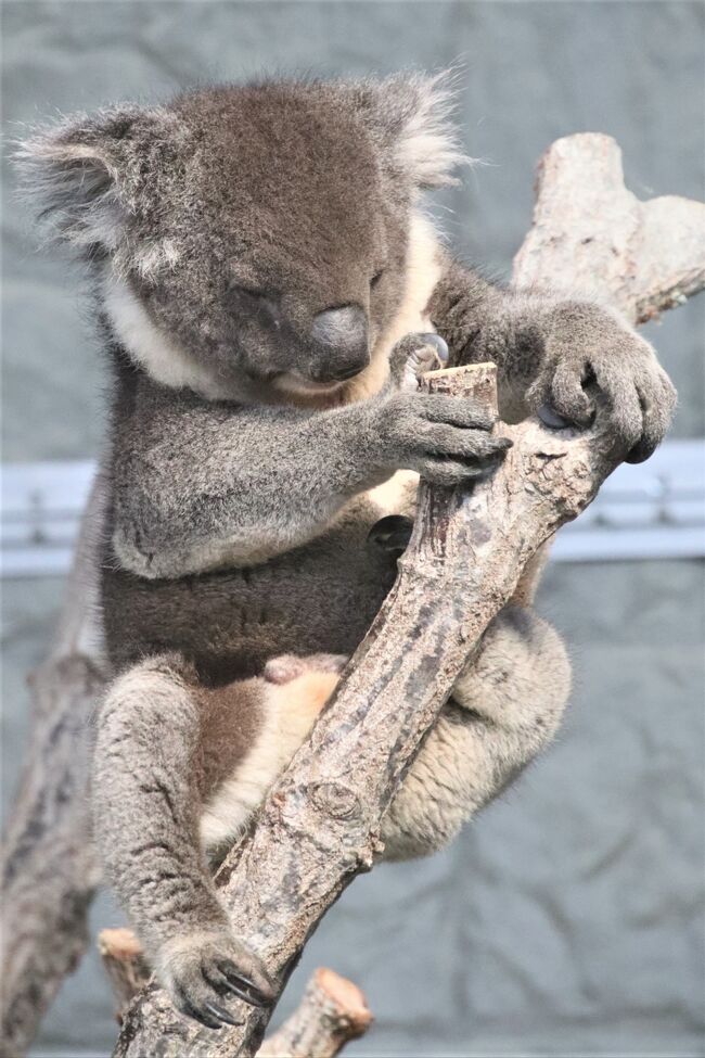 神戸レッサーパンダ・コアラ遠征2021秋（3）イングランドの丘：世界最