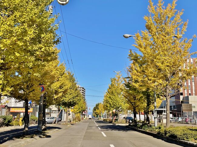 鳥居前から続くイチョウ並木がとても綺麗に黄葉しています。