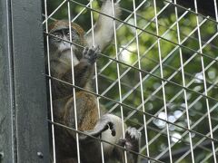 ジェフロイクモザル（写真）。中央売店の横がモンキーゾーンです。