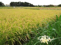 小出川に移動。
稲穂がいい感じに実ってます。