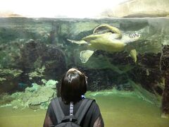 続いてやってきたのは、パールシーリゾート内の水族館、海きらら。
多くの水族館を見てきた我が家は正直、あまり期待していなかったのですが、すごいと思ったのが、こちらのウミガメの水槽。