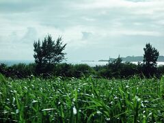 宮城島に入るといきなり農業地帯に変わり、サトウキビ畑が延々と続いています。沖縄でサトウキビ畑を見るとどうしても「さとうきび畑」という曲を思い出してしまいます。