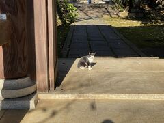 法明寺の門の入口で猫が日向ぼっこをしていました。