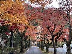 駅から水明館への並木道は小ぶりですが中々。