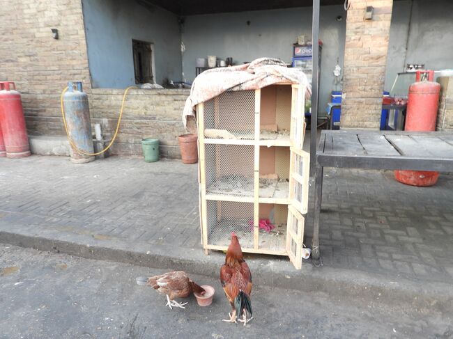 ニワトリ小屋もあります