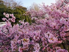 沼津に戻ると河津桜が満開でした。
