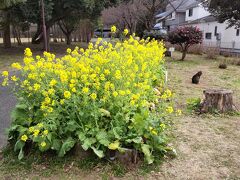 にゃんこのお気に入りの切り株、近づくと降りてしまった。警戒してますか。
奥にはサザンカの並木。