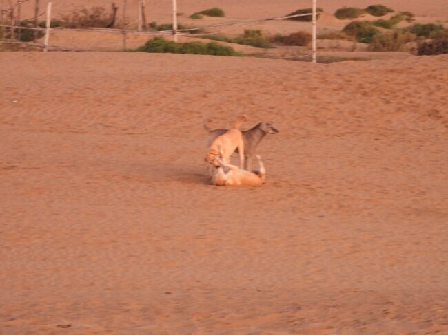 そう言えば、ここには数等の犬がいます。<br />特に夜中はワンワンうるさいｗ