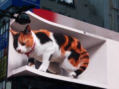 新宿に行ったのはこれのためです。
「新宿東口の猫」です。
テレビで見て、上京した際には見に行きたいと思っていました。
