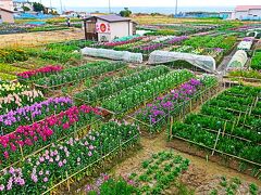 1つ先が白間津お花畑のバス停ですが､この100mくらいの間で運賃が上がってしまうので
結構バス停間の距離短いんです