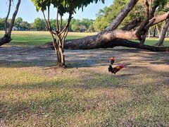 少しホテルで休憩し、サナーム・チャン宮殿を見に行くことにしました。公園内にはニワトリがたくさんいます。
ここに来るまでにオオトカゲがゴミをあさっていて腰を抜かしそうになりましたが、相手は私を見て驚いて逃げていきました。