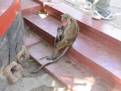 ダンブッラ石窟寺院へ。
途中の階段にはお猿さんがいっぱいいます。
犬が好きは動物をすぐ触るため、お猿さんに噛まれたことがあるので、お猿さんはちょっと苦手です。
けど、赤ちゃんのお猿さんは可愛いな～