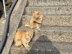 漁港を後にして、もう一度豊玉姫神社に来ると•••かわいい茶トラがいました。