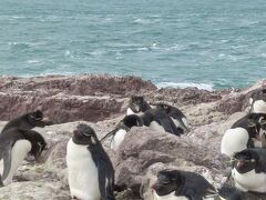 日本語のイワトビペンギンは英語の Rockhopper Penguin と同義ですね。こちらの言葉では Pingüino de Penacho Amarillo で「黄色い飾り羽根」の意です。マルビーナス諸島にもイワトビペンギンの生息地があるのですが現在はイギリス領。