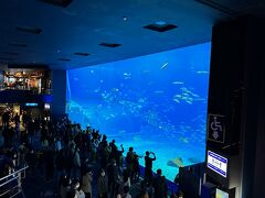 美ら海シアター
鮫やマンタの巨大水槽は、水族館で一番の迫力でした