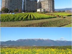 第1なぎさ公園菜の花畑