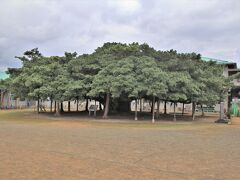 小学校の校庭にあるのが・・・大きなガジュマルの木