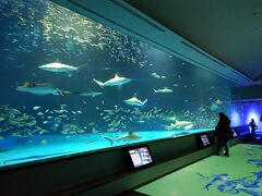 大きな水槽、あります。
「神話の海」と言う、島根ならではのネーミング。
ゆったり流れる時間の中に身を置いていることを実感し、癒されます。

あ、島根では、サメのことを「ワニ」と呼ぶとか。