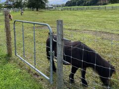 最後に牧場エリアへ