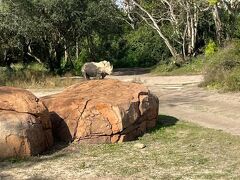 キリマンジャロサファリ。
この時間だとだいぶ気温も上がってきたので、動物の活性も鈍くなるかなと心配していましたが、広大な土地に自然に近い形で動物が飼育されている姿に感動！ライオンなどの肉食獣も見ることが出来ました。

テーマパークだけにあらず、こういった動物園、エプコットには水族館を持つディズニーの懐の広さにビビる！！
違う意味で感心したアトラクションでした！