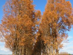 でも並木道と言えば、やっぱりこっちかな。

河北潟メタセコイヤ並木です。
滋賀のマキヤ高原が有名だけど
ここも素敵！！
