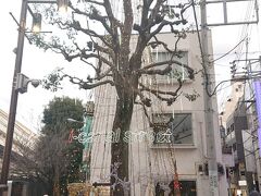 アイキャナルストリートに入ります。
入口の木にもイルミネーションが。