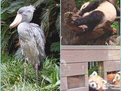 友人は、大のハシビロコウのファンで上野動物園へ向かいました。じっと一時間以上見ていたそうですが、微動だにしなかったそうです。シャンシャン、2月には帰っちゃうのね。寂しいね～～☆彡　レッサーパンダも可愛かったそう☆°