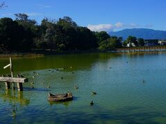 ●深田池＠橿原神宮

南神門を出ると、大きな池がありました。
飛鳥時代に造られたという深田池。
様々な鳥が飛んできています。