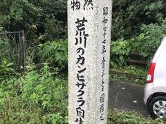 食後は、雨も小降りだったので、川平を過ぎたところにある、荒川の滝へ。
ここは、日本では珍しい寒緋桜が自生している場所だそうです。