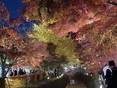 紅葉祭りでは河口湖畔の400～500本の紅葉がライトアップされており絶景のトンネルをくぐりながら歩いて行きます。