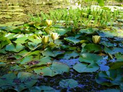 １１月２３日

植物園の蓮の花の見頃はもうちょっと先です。