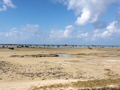 すっかり干上がった佐和田の浜。